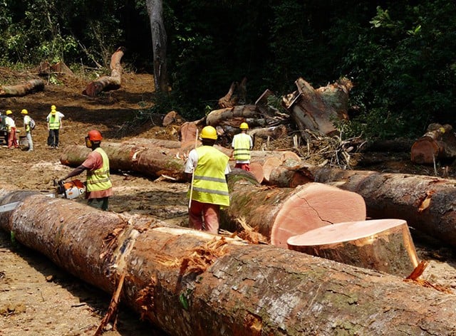 CENTRAFRIQUE – ECONOMIE: Vers une interdiction d’exportation des grumes ?